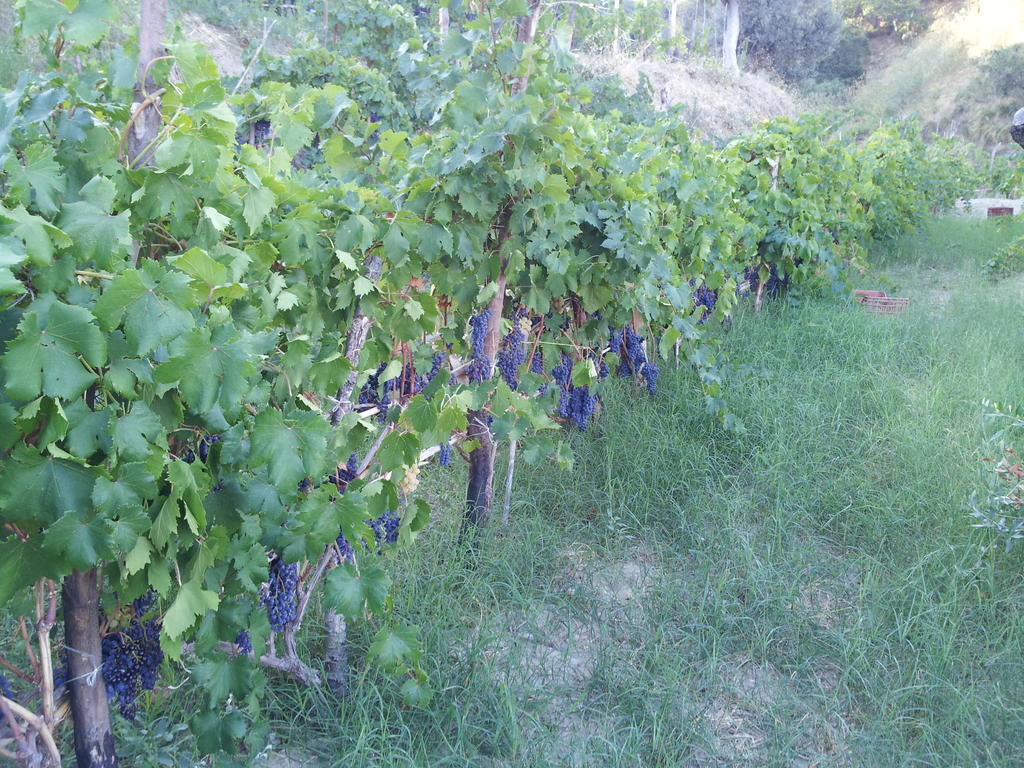 Il Giardino Di Ausonia Bed & Breakfast Reggio di Calabria Exterior foto